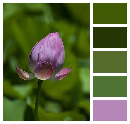 Lotus Flower Bud Flower Image